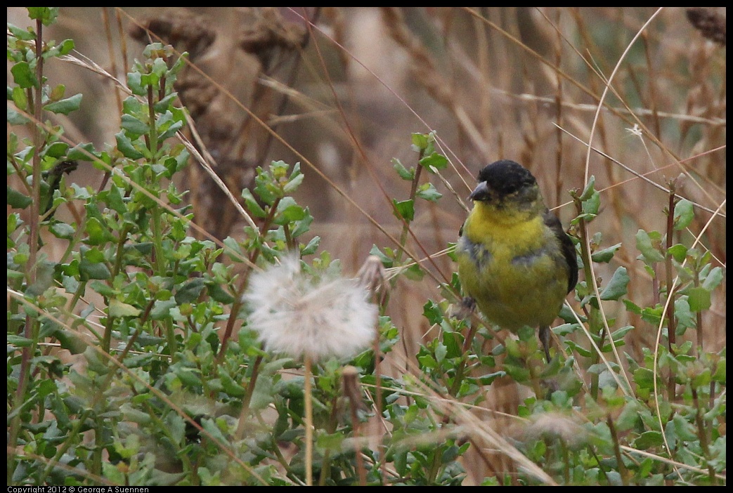 0708-072922-01.jpg - Lesser Goldfinch