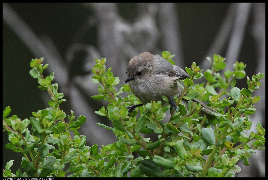 0708-073013-02.jpg - Bushtit