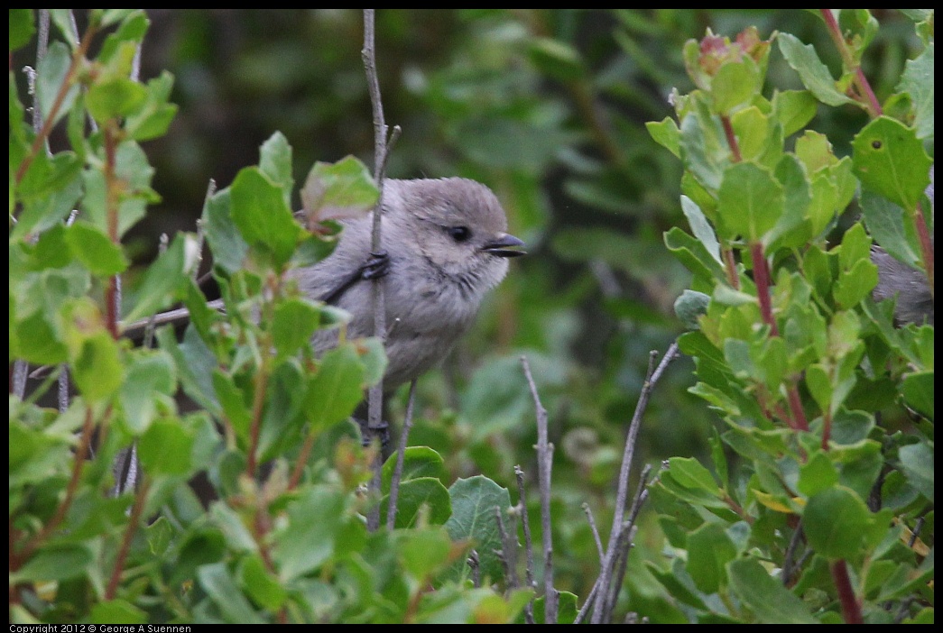 0708-073024-01.jpg - Bushtit