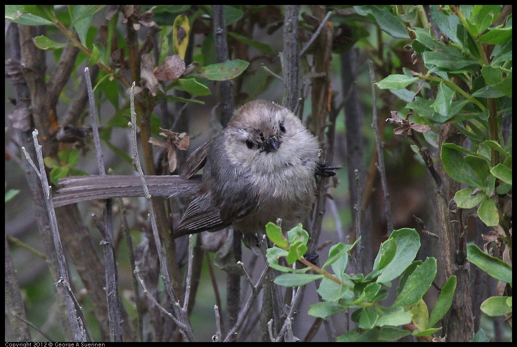 0708-073034-03.jpg - Bushtit