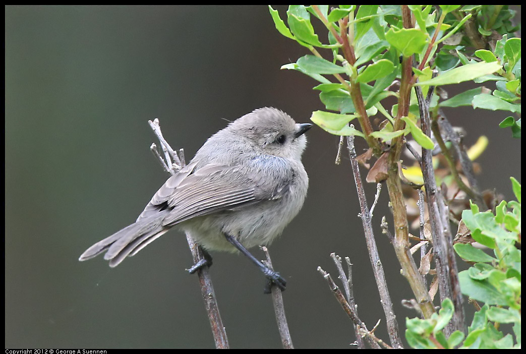 0708-073133-02.jpg - Bushtit