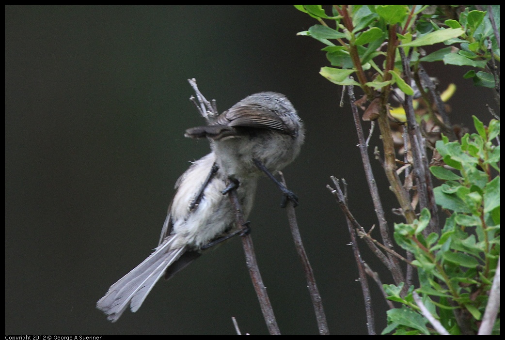 0708-073134-04.jpg - Bushtit