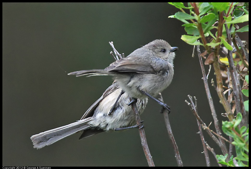 0708-073135-03.jpg - Bushtit