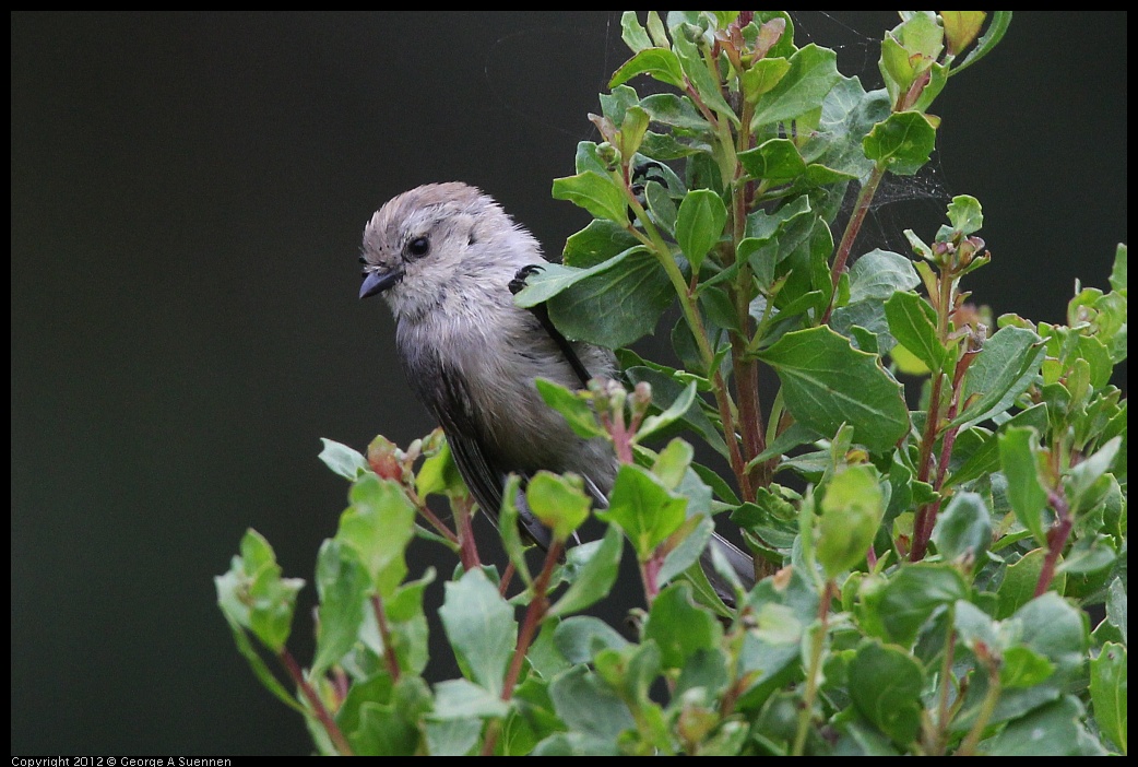 0708-073200-05.jpg - Bushtit