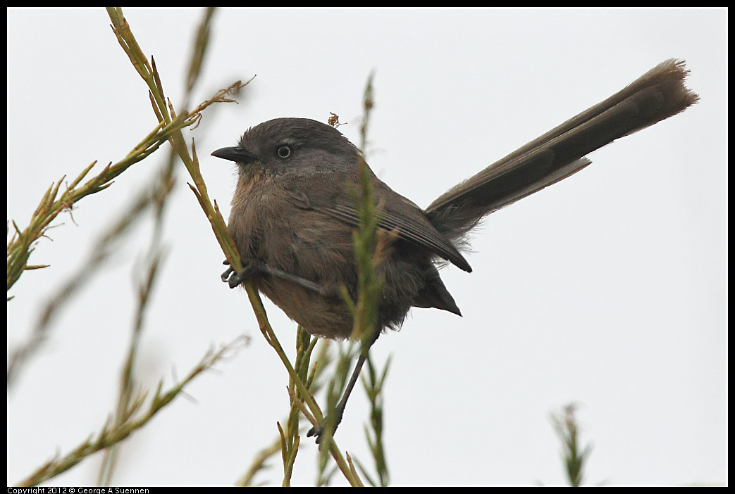 0708-073759-03.jpg - Wrentit