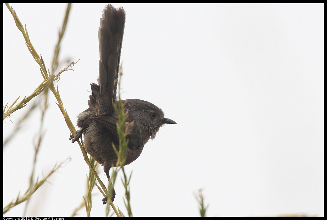 0708-073801-04.jpg - Wrentit