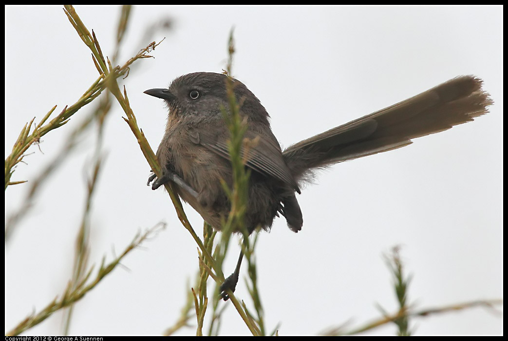 0708-073803-01.jpg - Wrentit