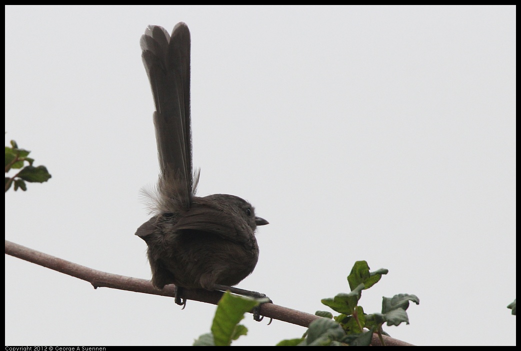 0708-073843-04.jpg - Wrentit