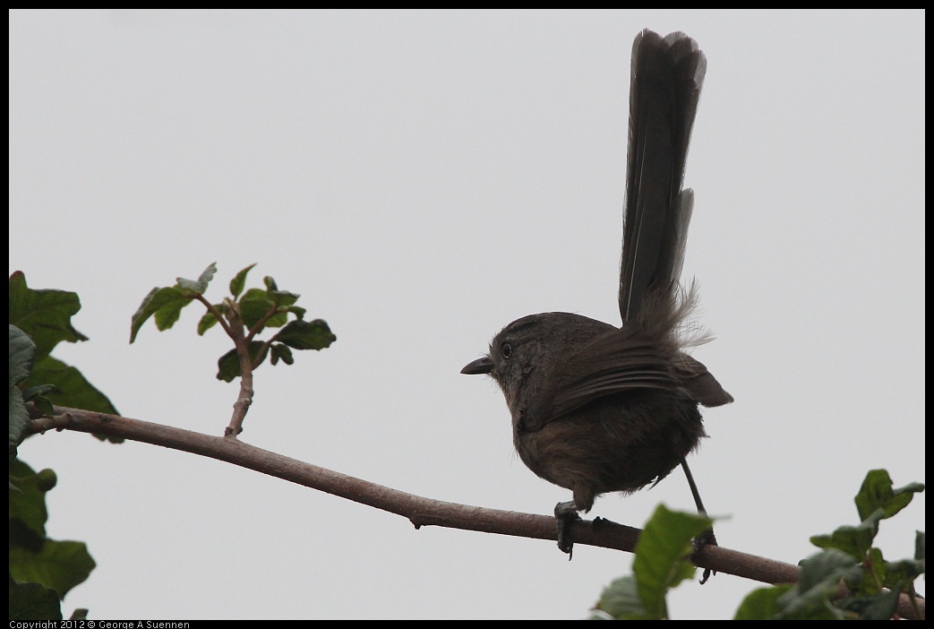 0708-073844-03.jpg - Wrentit