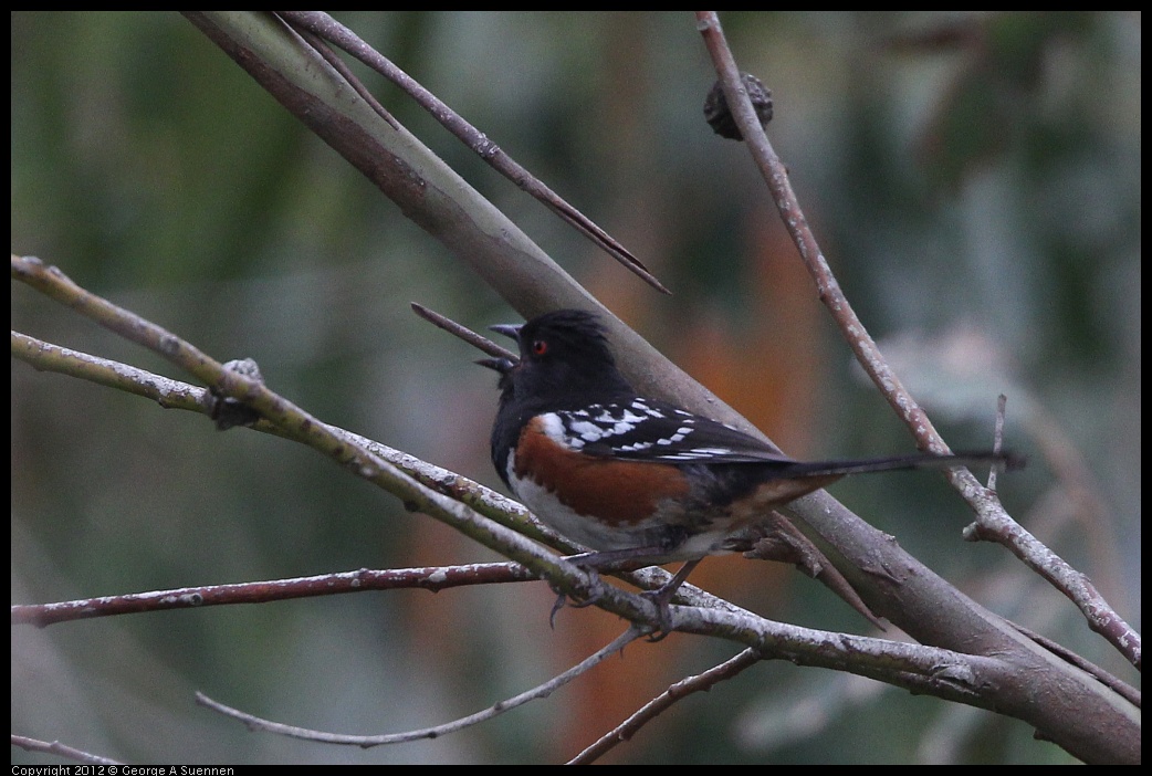 0708-073916-02.jpg - Spotted Towhee