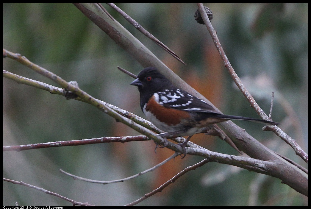 0708-073917-03.jpg - Spotted Towhee