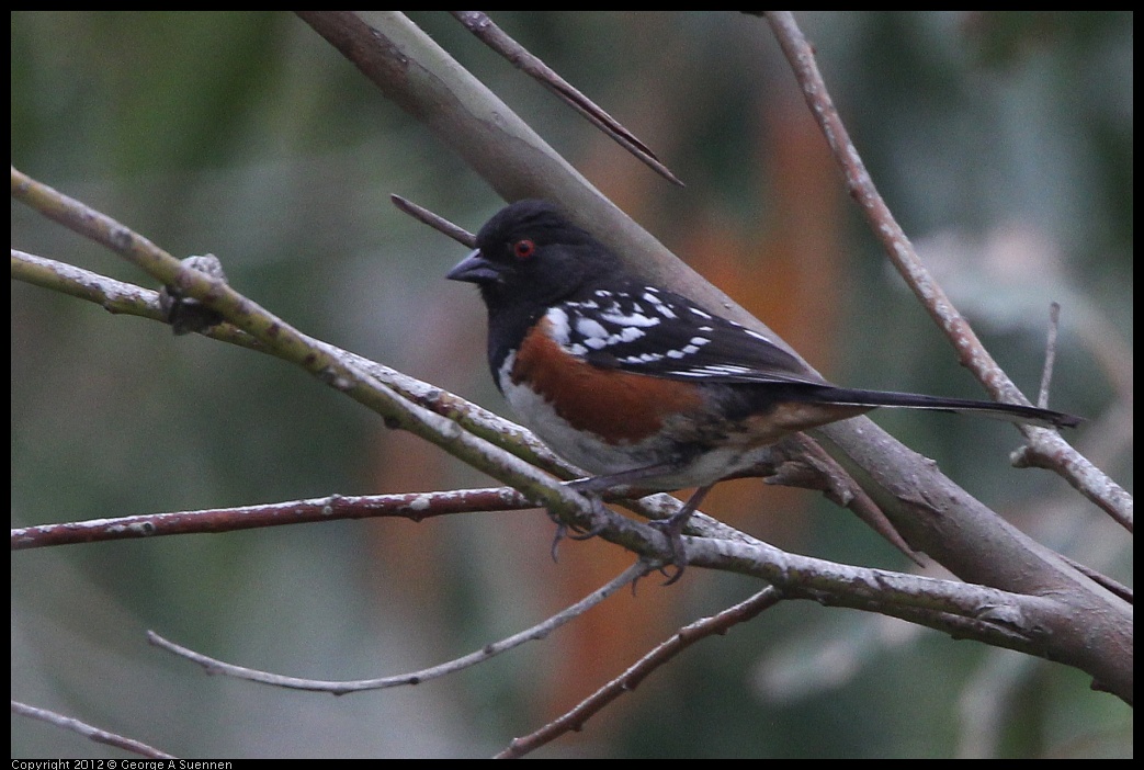 0708-073918-04.jpg - Spotted Towhee