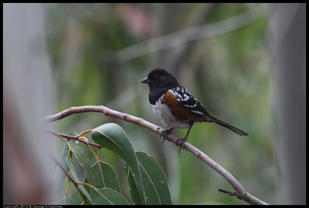 0708-074007-02.jpg - Spotted Towhee