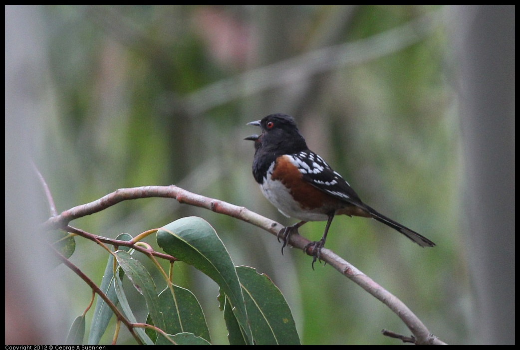 0708-074011-02.jpg - Spotted Towhee