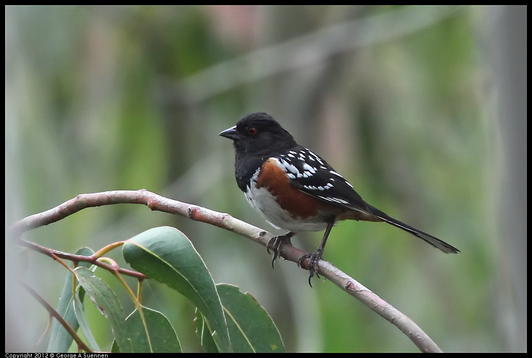 0708-074015-03.jpg - Spotted Towhee