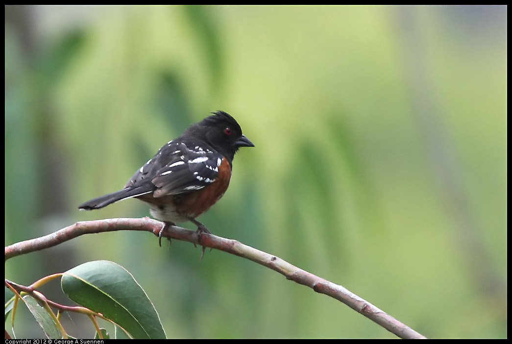 0708-074104-02.jpg - Spotted Towhee