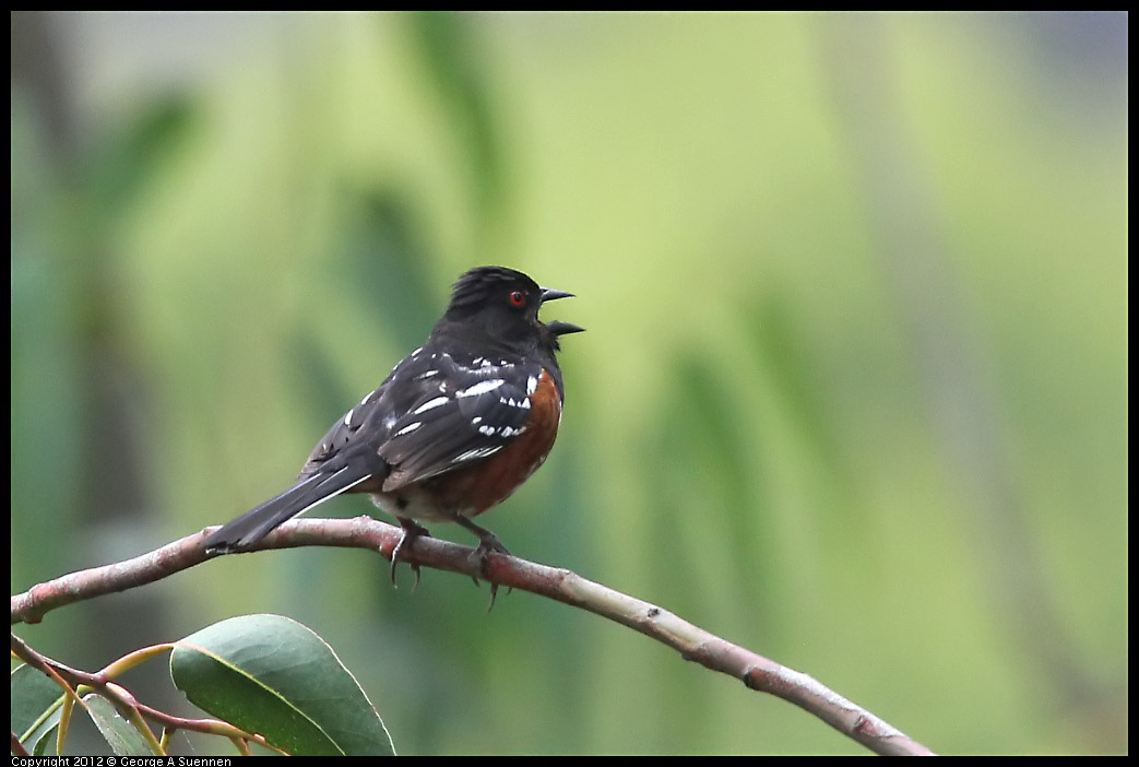 0708-074107-02.jpg - Spotted Towhee