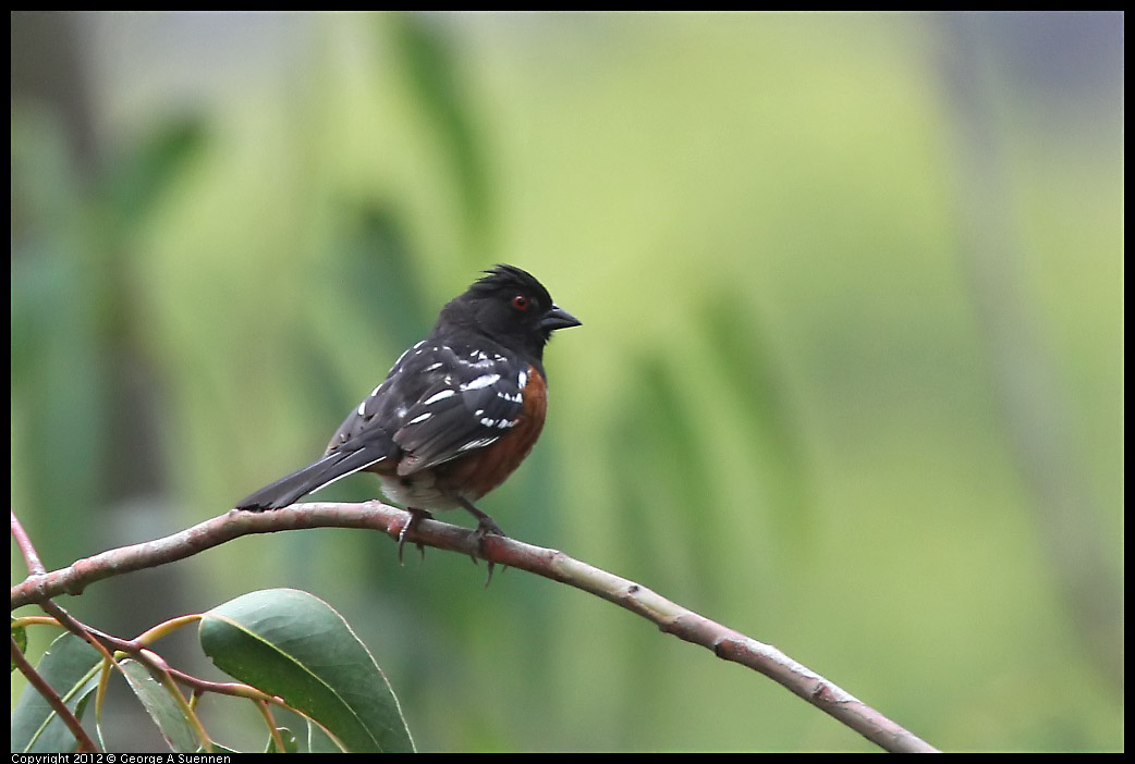 0708-074109-01.jpg - Spotted Towhee