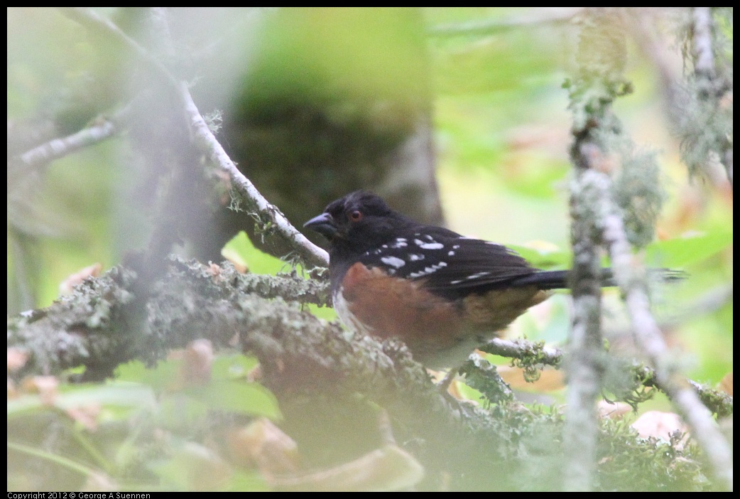 0708-080305-03.jpg - Spotted Towhee