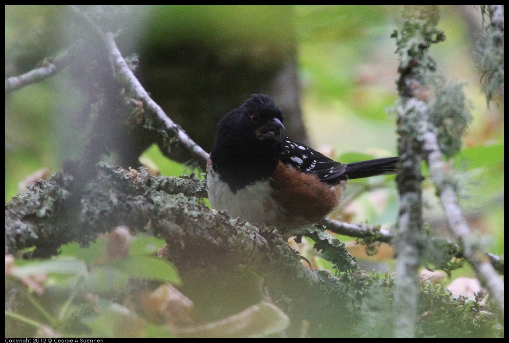 0708-080307-01.jpg - Spotted Towhee