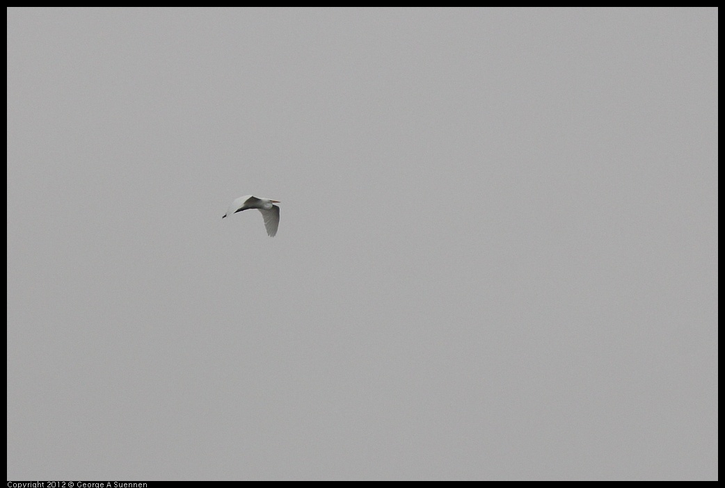 0708-083833-02.jpg - Great Egret