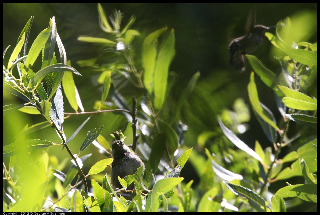 0708-100146-02.jpg - Chestnut-backed Chickadee