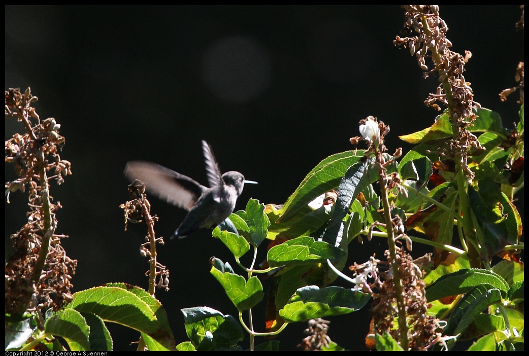 0708-100227-01.jpg - Anna's Hummingbird