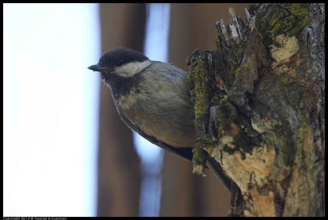 0708-101120-01.jpg - Chestnut-backed Chickadee