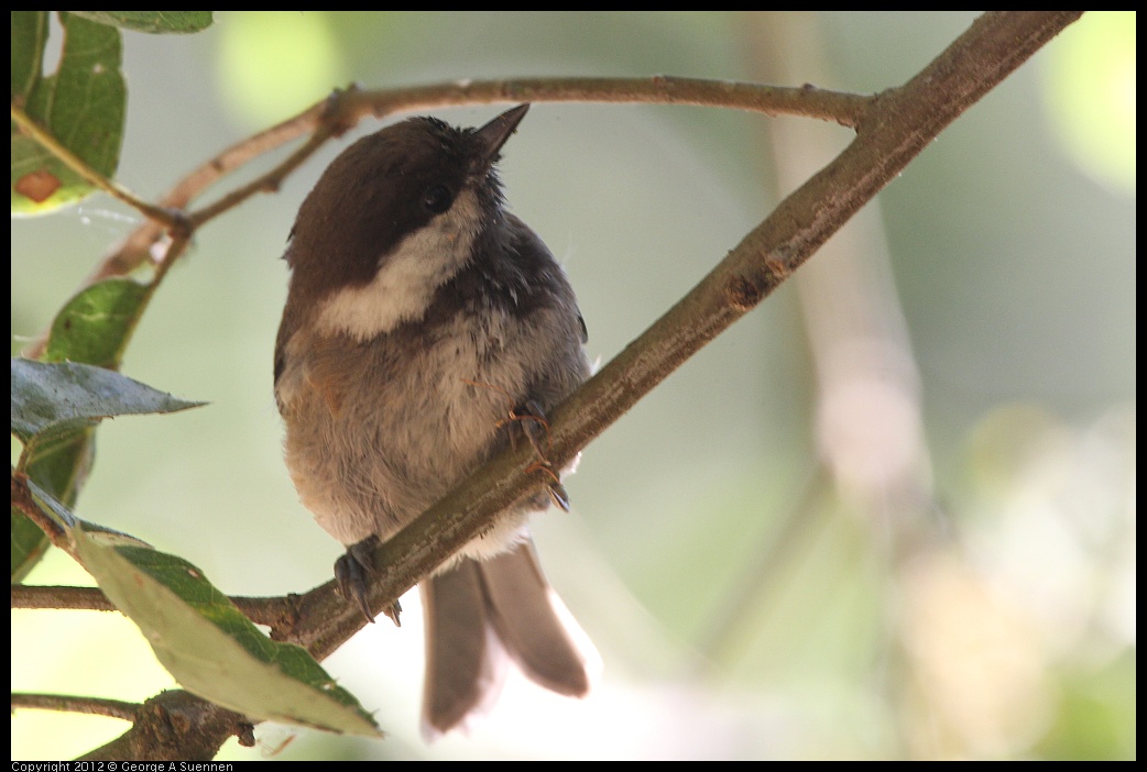 0708-101219-02.jpg - Chestnut-backed Chickadee