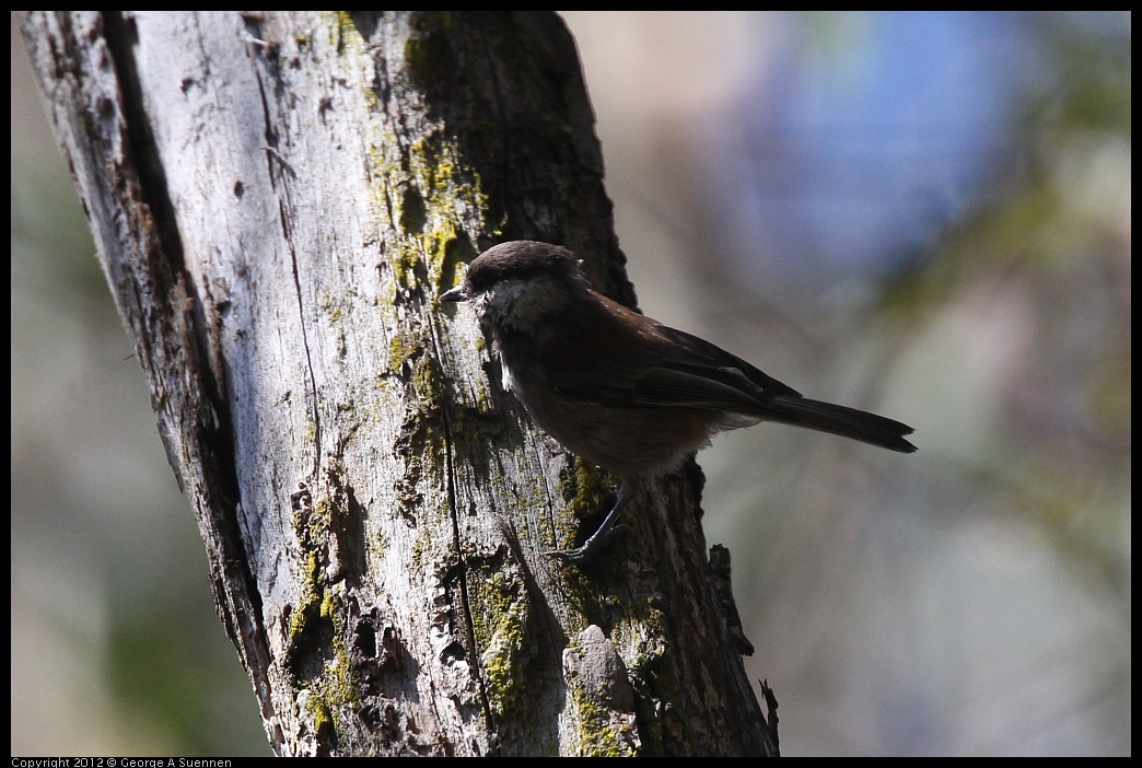 0708-101626-02.jpg - Chestnut-backed Chickadee