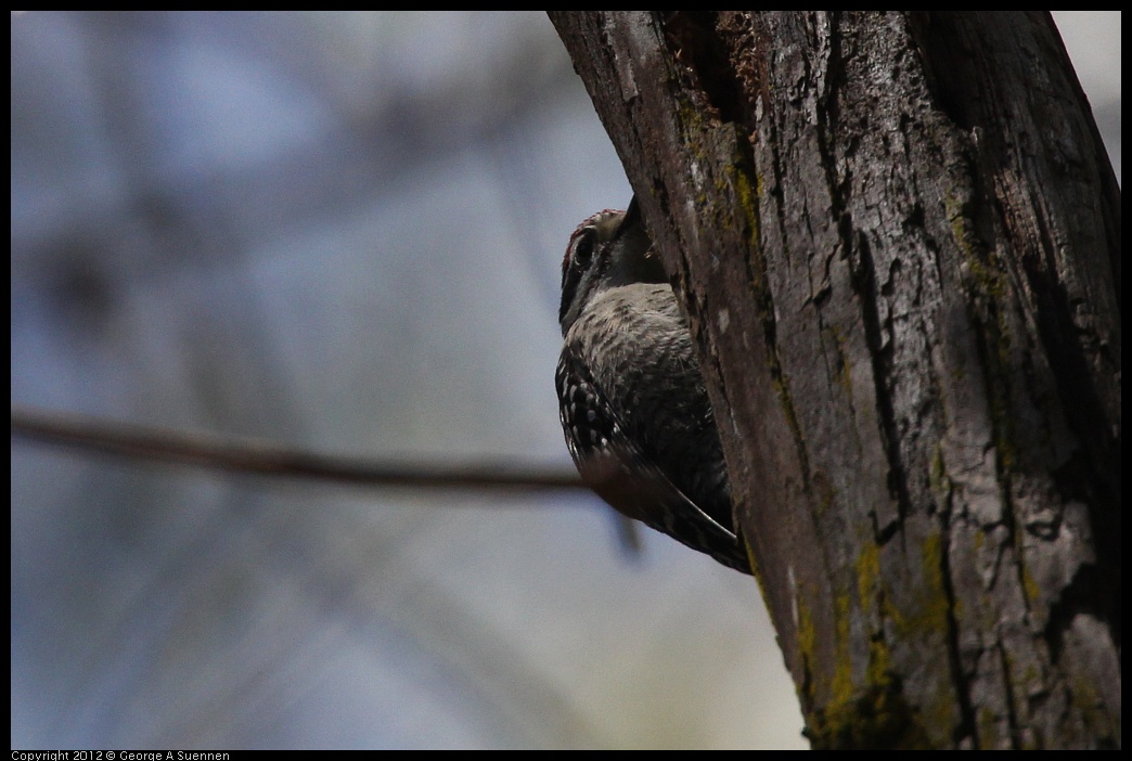 0708-101743-01.jpg - Nuttall's Woodpecker