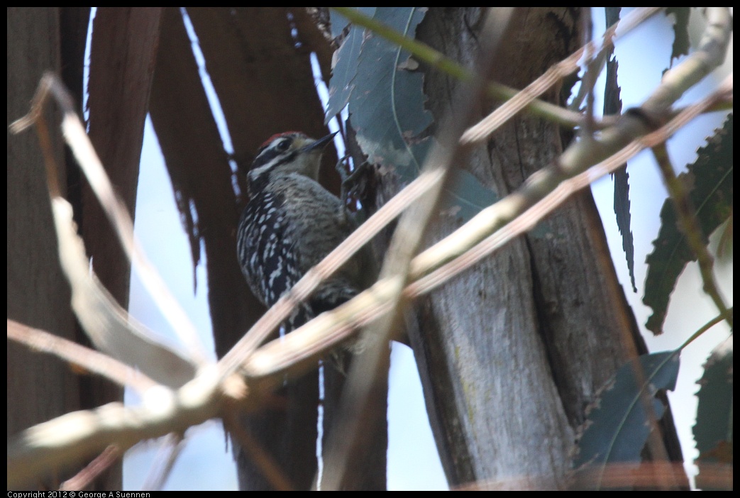 0708-101826-02.jpg - Nuttall's Woodpecker