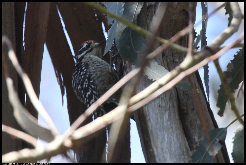 0708-101827-01.jpg - Nuttall's Woodpecker