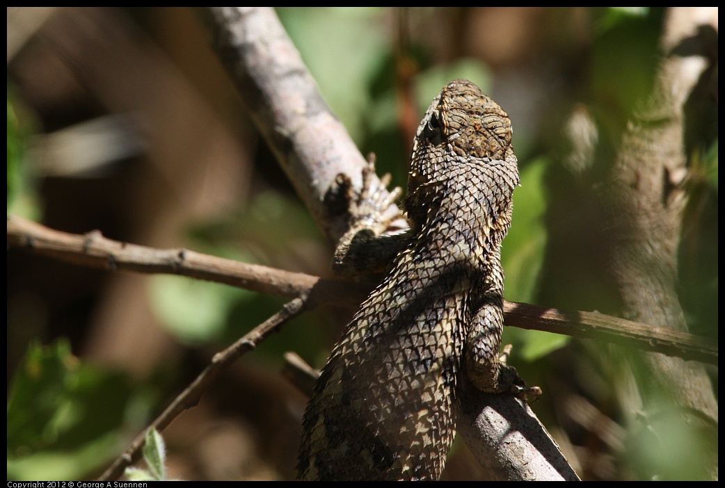 0708-102623-01.jpg - Lizard