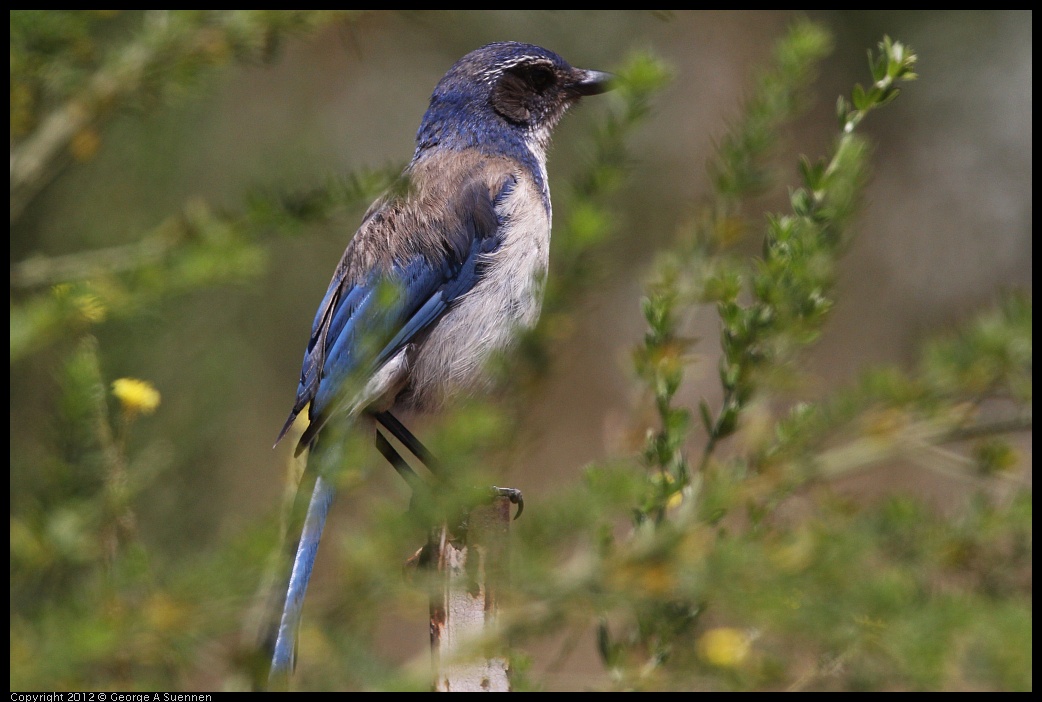 0708-104302-03.jpg - Western Scrub-Jay