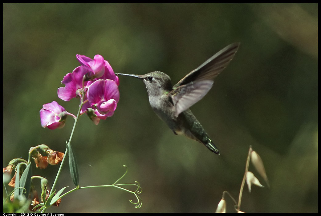 0708-104342-04.jpg - Anna's Hummingbird