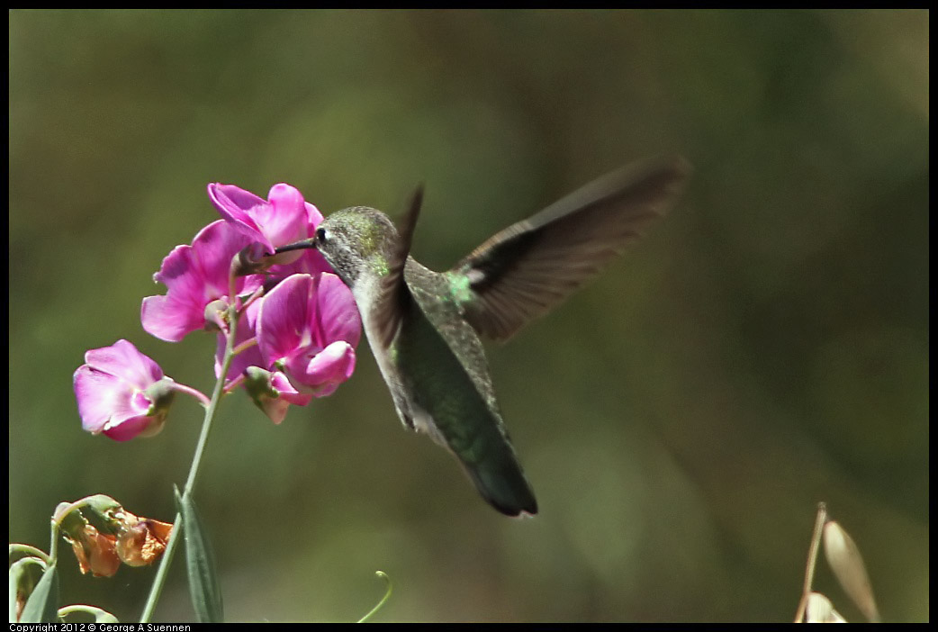 0708-104343-02.jpg - Anna's Hummingbird