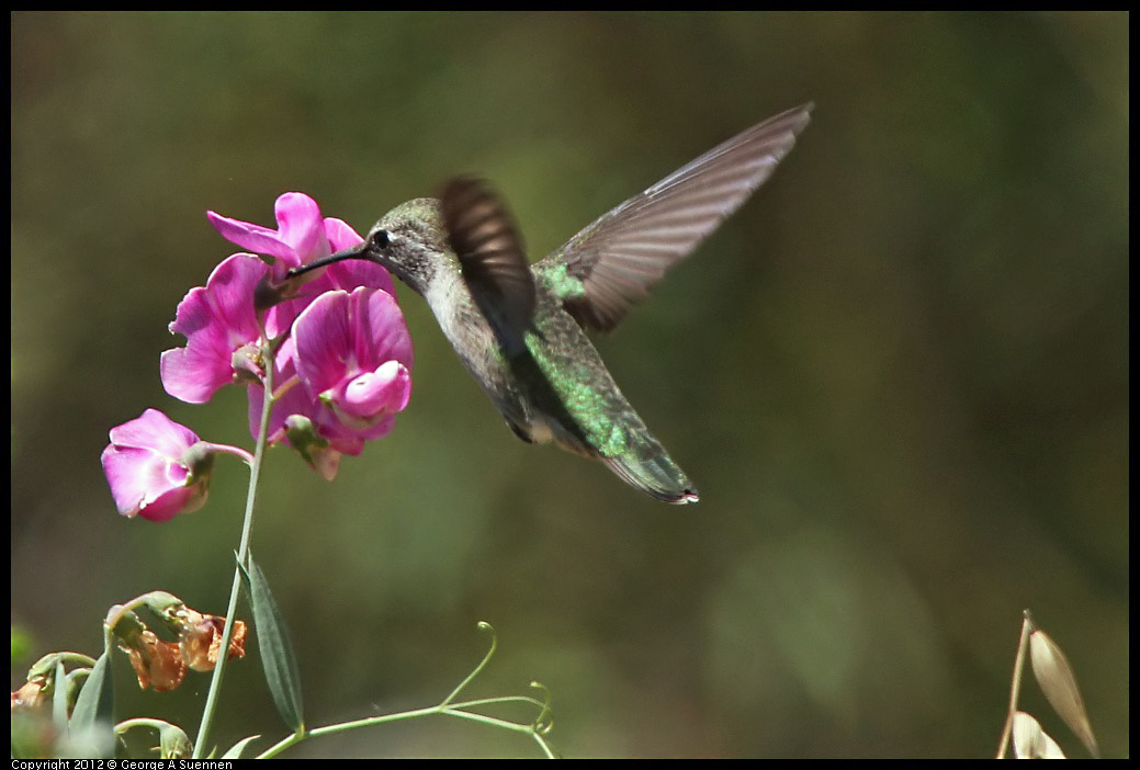 0708-104344-02.jpg - Anna's Hummingbird