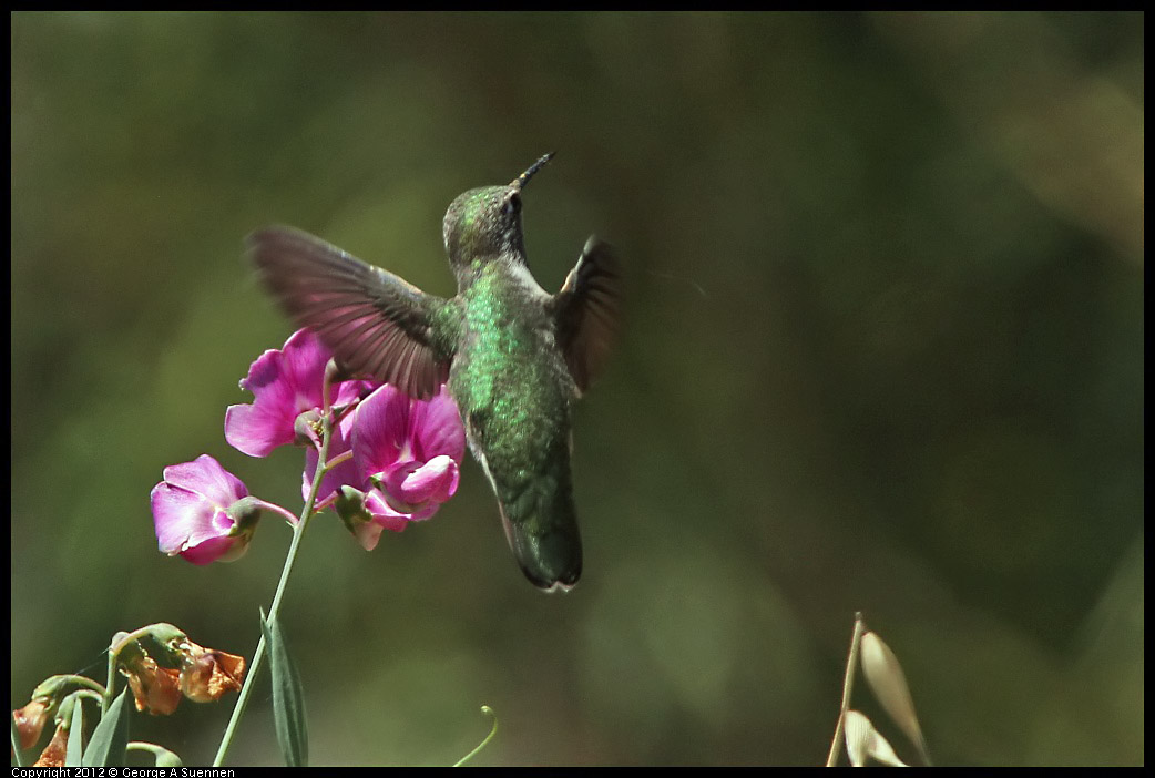 0708-104345-05.jpg - Anna's Hummingbird