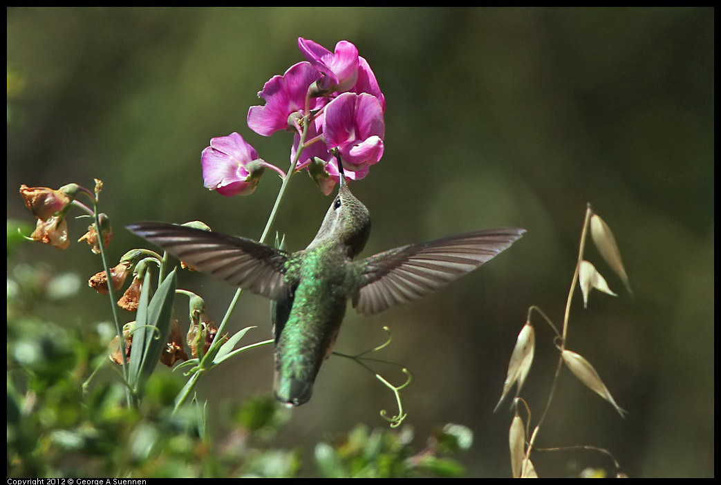 0708-104349-01.jpg - Anna's Hummingbird