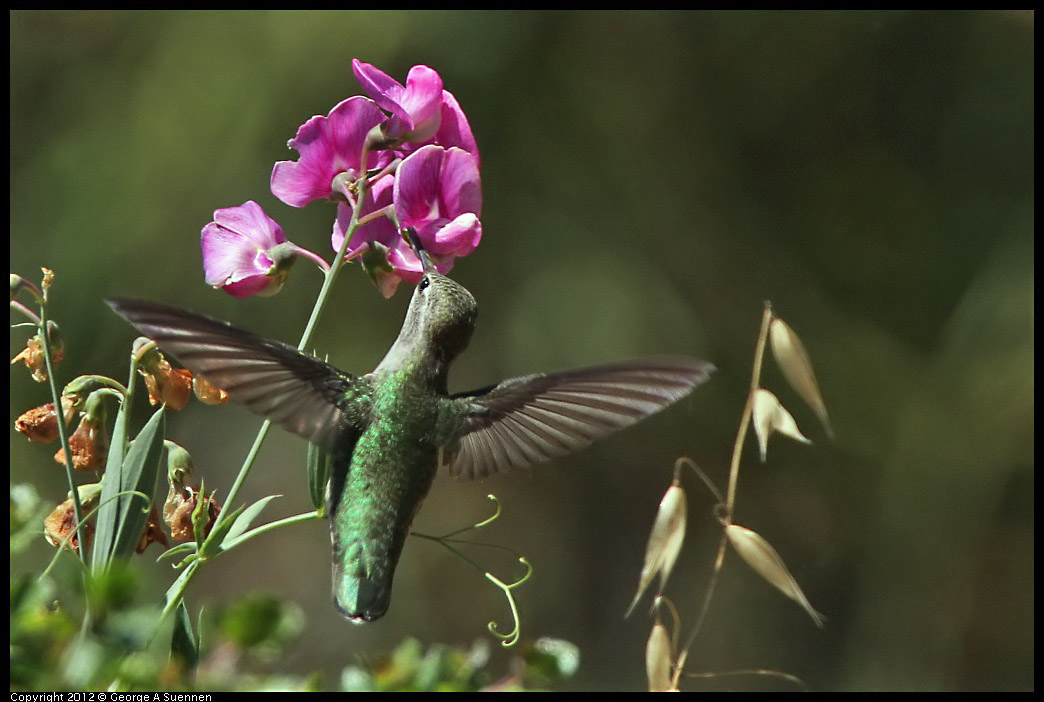 0708-104349-03.jpg - Anna's Hummingbird