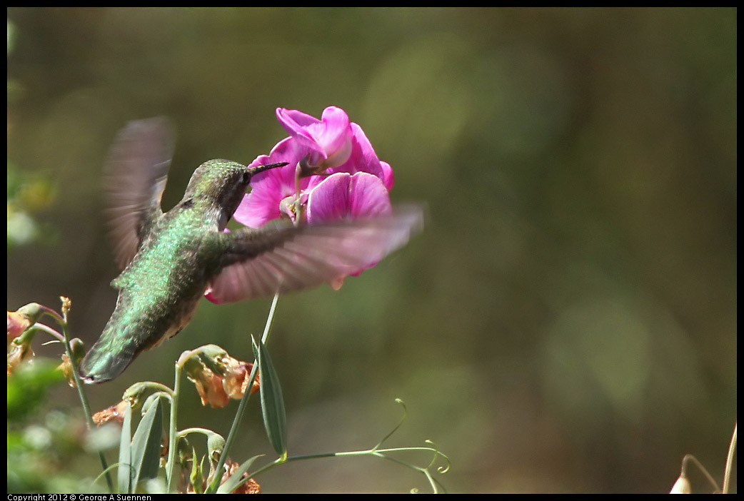 0708-104351-04.jpg - Anna's Hummingbird