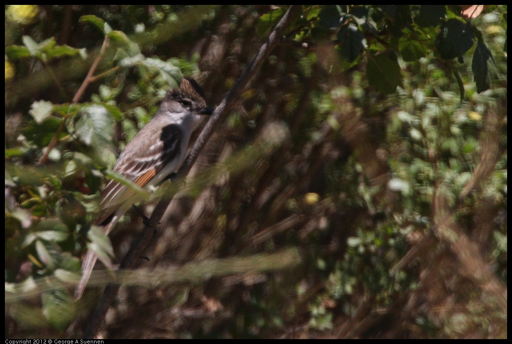 0708-104551-03.jpg - Ash-throated Flycatcher