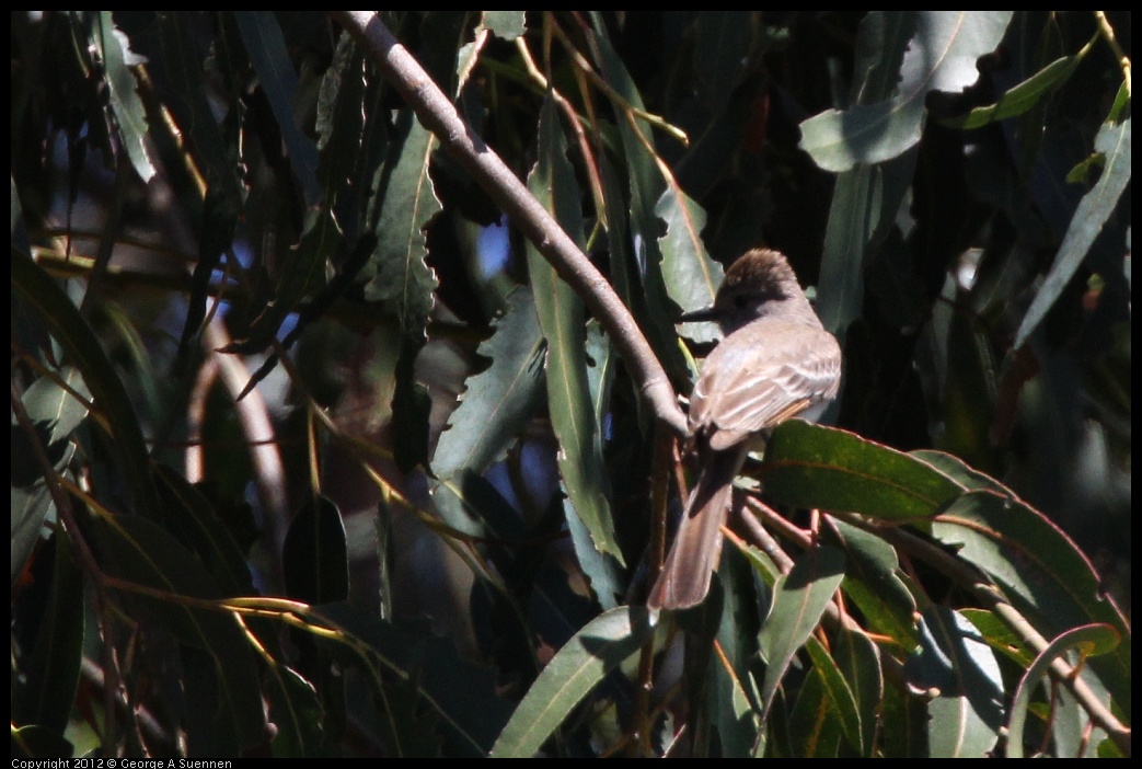 0708-104638-03.jpg - Ash-throated Flycatcher