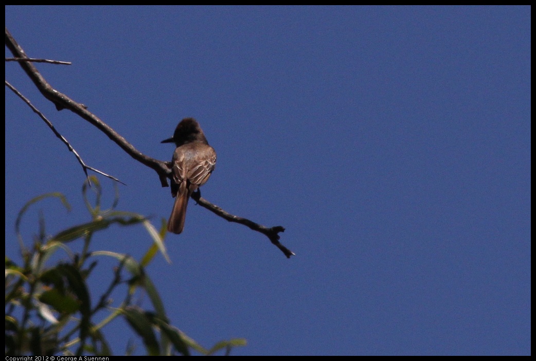 0708-104708-04.jpg - Ash-throated Flycatcher