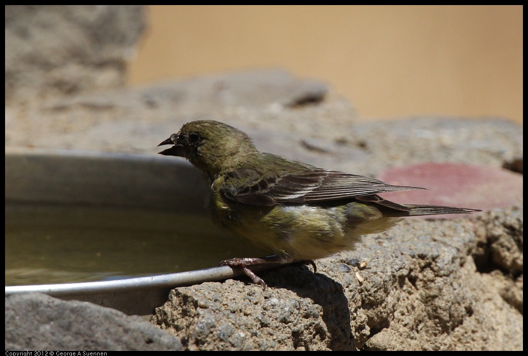 0708-105505-03.jpg - Lesser Goldfinch