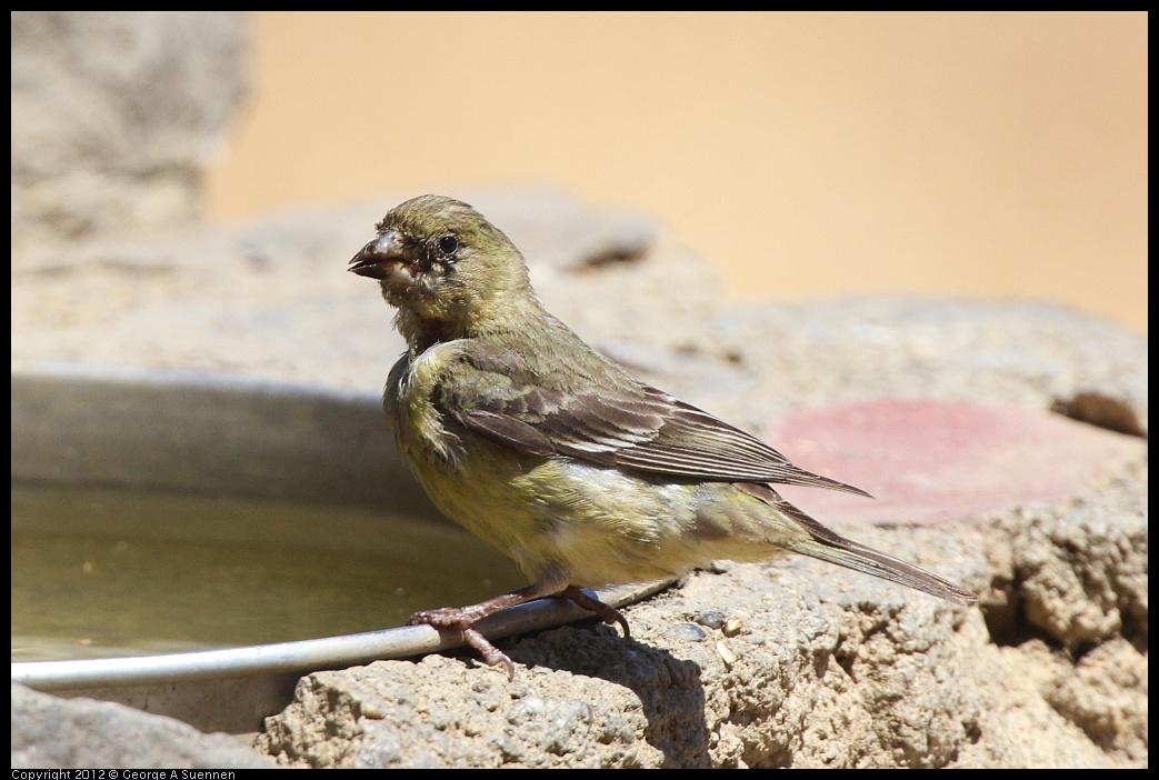 0708-105508-04.jpg - Lesser Goldfinch