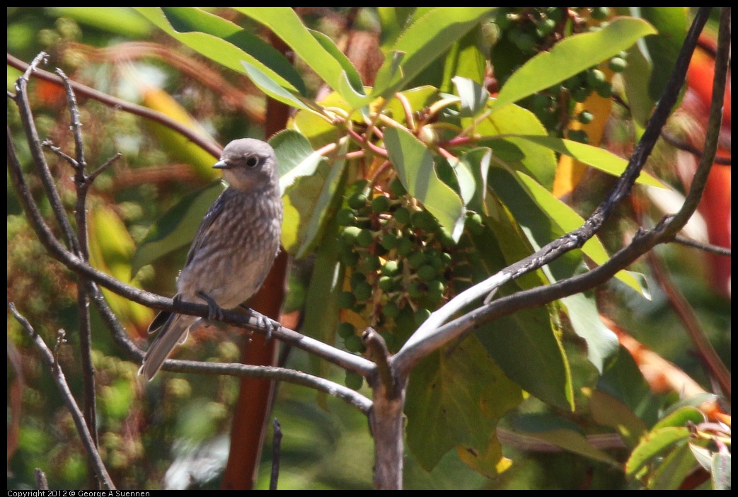 0708-105751-03.jpg - Western Bluebird Juvenile