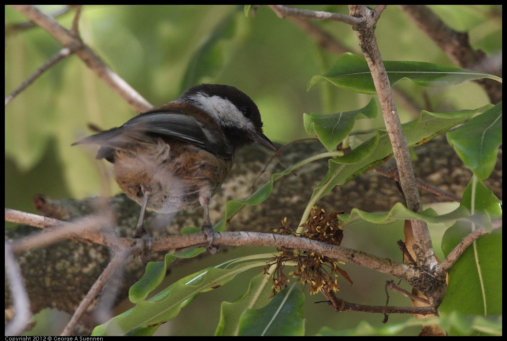 0708-155919-03.jpg - Chestnut-backed Chickadee