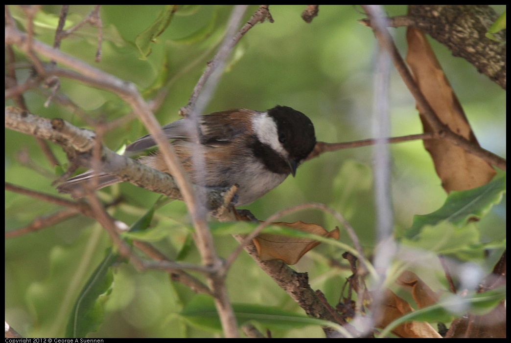 0708-155927-02.jpg - Chestnut-backed Chickadee